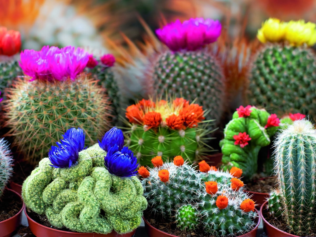 CRACKHOUSE 40/60ml - SZERYF - obrazek 2